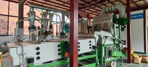 蕎花開了 盛夏臨滄又多了一個(gè)玩處